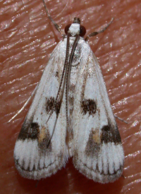 Polymorphic Pondweed Moth